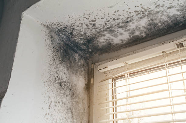 Trusted Attic Mold Removal service in Fort Collins, CO - Cheap Mold Removal