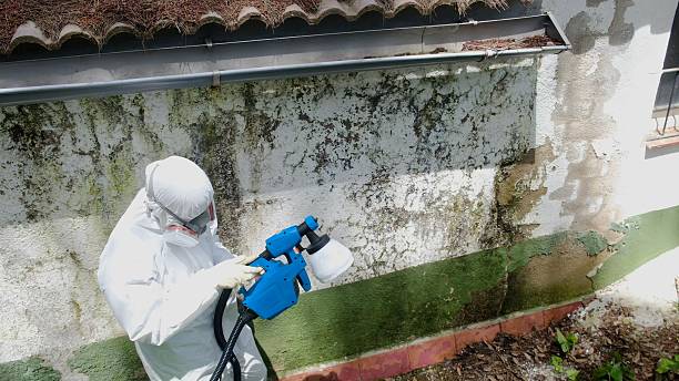 Trusted Crawl Space Mold Removal service in Fort Collins, CO - Cheap Mold Removal